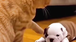 😂 Cats vs Dogs: You Won't Stop Laughing! 🐱🐶 | Funniest Moments Ever!