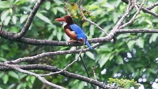 Amazing Wild Birds in Their Natural Habitat 🐦🌿