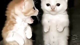 So beautiful video cute cat 🐈😺 moment ❤️😻