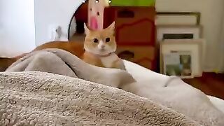 funny cat 144