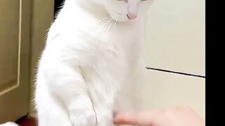 GATOS MUITO MALUCOS
