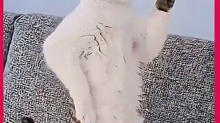 GATO DANÇA MUITO 2
