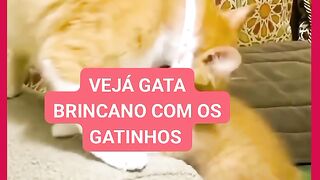GATA BRINCANO COM OS FILHOS