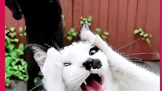 GATOS CANTANO