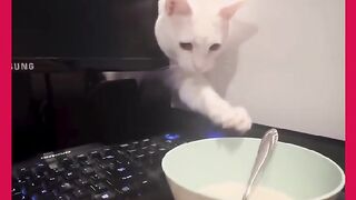GATOS DE BOA