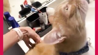 GATOS MUITO LOUCOS