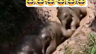 Elephant funny video ❤️😀😀