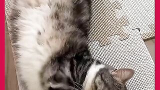 GATOS MUITO FOLGADOS