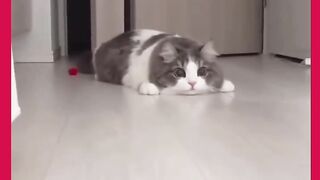 OLHA AI GATOS APRONTANO