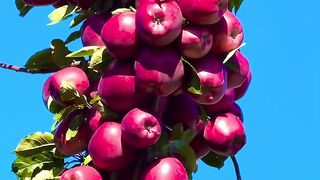 🍎 Red Delicious Apples–A Perfect Gift from Nature! ❤️❤️