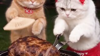 VEJÁ GATOS FAZENDO CHURRASCO