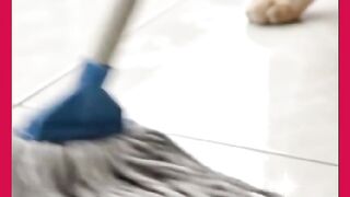 GATO SUJOU DE NOVO