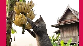 VEJÁ GATOS FAZENDO BANANA FRITAS