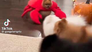 Funny Video 584