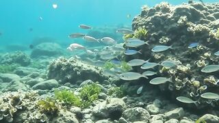 An Incredible Ocean of Fish! 🐟🌊 8