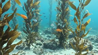 An Incredible Ocean of Fish! 🐟🌊 9