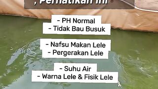 Green Pond Water Is Not Necessarily Safe for Fish