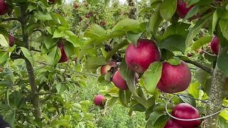 Äppeltider❤️ #ölandsfrukt❤️