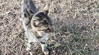 Street cats fighting each other to hug me.