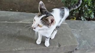 kitten with beautiful yellow eyes is running after me, asking for food.