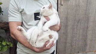 For the first time in 7 years, I held the Angry White Cat and she didn't Bite Me.