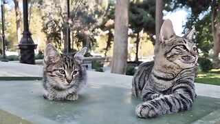A Whole Army of Cats Surrounds One Man for Food.