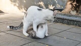 The Mother cat teaches her little kitten how to survive by swatting him.