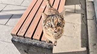The adorable white alley cat falling asleep on the bench loves this