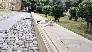 Cute street cat lying on its back trying to impress me.