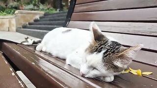 Cats in Every Color and Size in This Park.