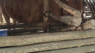 Cattle Shed Built from Reclaimed Wood—Yet the Cattle Remain Healthy and Gain Weight Quickly
