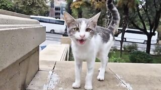 The poor little stray cat is so hungry that it keeps meowing constantly.