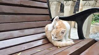 The cutest curl eared, leg holding cat I have ever seen.
