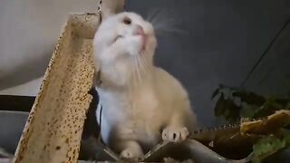 The Angry White Cat is hiding on the roof to escape the other cats.