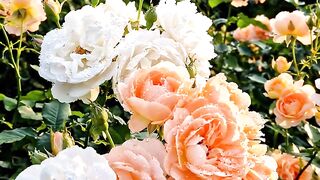 Beautiful Roses 4
