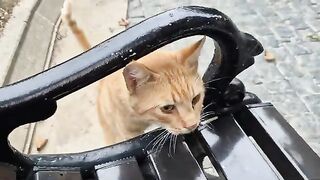Orange street cat JUMPED into my arms PURRING LIKE AN ENGINE.