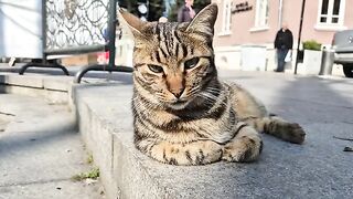 ​An Adorable Friendly Tabby Cat.