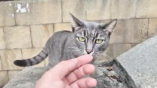 Angry gray cat aggressively defending its personal space from other cats.