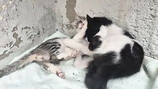 One eyed Oreo is picking on the new kitten who came in for treatment a little bit.
