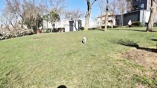 Jealous Cat Attacks and Scratches Other Cats Approaching Me.