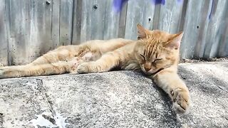 The cute cat that fell asleep while waiting for someone to bring it food.