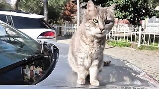 The stray cat who keeps holding my hand with its paw, asking for more love.