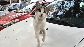 This cat wants all the attention and love just for itself.
