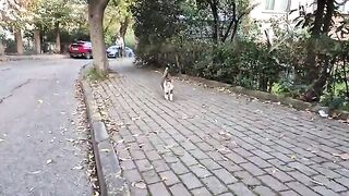 A Mesmerizingly beautiful but hungry street cat