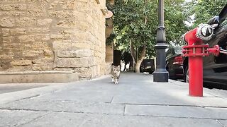 The hungry cat, walking gently up to me, wants me to feed it.