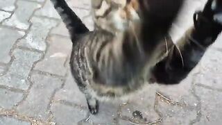 A Cute Cat Wants to Take Over My Camera.