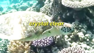 Colorful World of Coral Reef Inhabitants