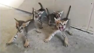 Four organized kittens hissing in unison to repel the enemy