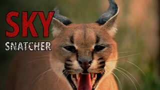 The Caracal: The Cat That Snatches Birds From the Sky