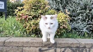 Hungry and So Cute Staray Cats.